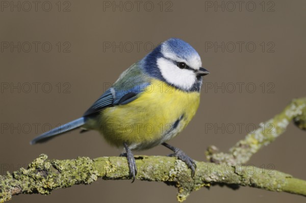 Small and cheeky... Blue tit (Cyanistes caeruleus) sitting on a dry branch ready to jump off, typical, almost everywhere common and generally known mostly lively songbird, widespread, fine detailed shot in clear, pleasant light, Lower Rhine, Rhineland, North Rhine-Westphalia, Germany, Western Europe