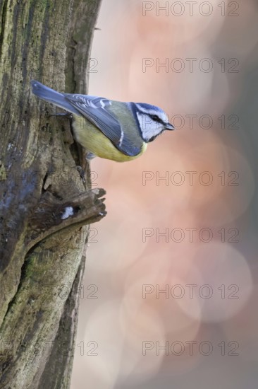Small and quierly... Blue tit (Cyanistes caeruleus) secures the environment, generally known native songbird species, tit species, common almost everywhere, Lower Rhine, Rhine district Neuss, North Rhine-Westphalia, Germany, Western Europe