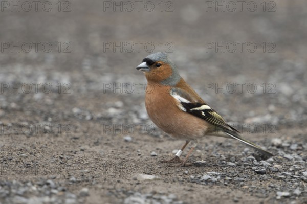 Ringed... Chaffinch (Fringilla coelebs) sitting on the ground in typical manner while foraging, our most common finch species in Germany, colourful male, well-known native songbird, Rhein-Kreis Neuss, North Rhine-Westphalia, Germany, Western Europe