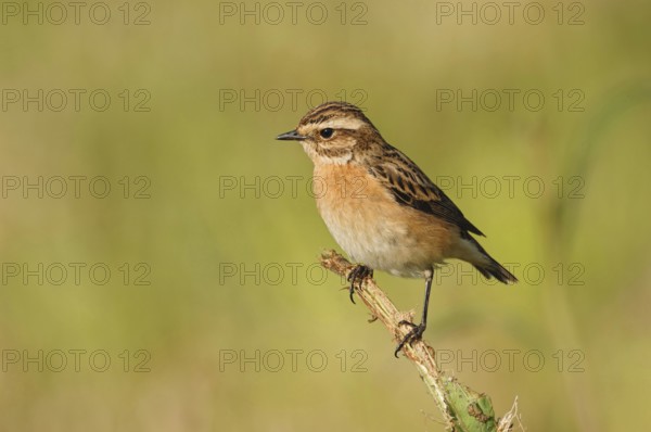 Rare open country bird... Whinchat (Saxicola rubetra), endangered due to habitat loss, male in spring, sitting on a stalk exposed in a meadow, typical behaviour, wildlife, North Rhine-Westphalia, Germany, Western Europe