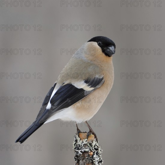 On the lookout... Bullfinch, bullfinch (Pyrrhula pyrrhula), female in beautiful breeding plumage, sitting high up on a dry, lichen-covered branch in the bushes, looking cheekily into the camera, detailed shot, clear, soft light, wildlife, southern Sweden, Sweden, Scandinavia, northern Europe