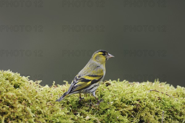 Siskin (Spinus spinus), male bird in breeding plumage, splendour plumage, sitting on green moss, yellow-black songbird, bird, native fauna, Sauerland, North Rhine-Westphalia, Germany, Western Europe
