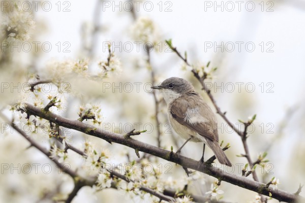 A hedge dweller... Rattling warbler (Sylvia curruca), native songbird sitting in a flowering hawthorn bush in spring, bird that is widespread throughout Europe, smallest native warbler, Lower Rhine, North Rhine-Westphalia, Germany, Western Europe