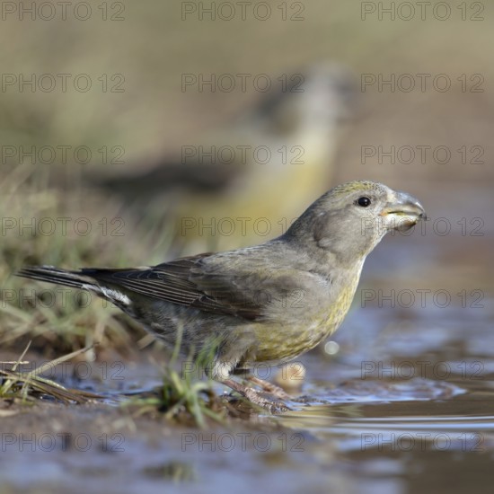 At the waterhole... Pine Crossbill (Loxia pytyopsittacus), a flock of rare Pine Crossbills have come down from the trees to a puddle of water to drink from it, invasion bird from the north, North Rhine-Westphalia, Germany, Western Europe