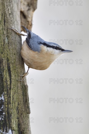 Climbing artist... European nuthatch (Sitta europaea) in winter foraging on the dead wood of an old oak tree, usually quite conspicuous native songbird, also occurs at winter feeders in the garden, Lower Rhine, North Rhine-Westphalia, Germany, Western Europe