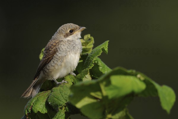 Red-backed shrike (Lanius collurio), fledgling, waiting to be fed on the top of a bush, Lower Rhine, North Rhine-Westphalia, Germany, Western Europe