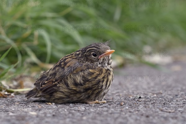 Fledgling... Dunnock (Prunella modularis), not yet fledged chick has left nest, sits apparently lonely and abandoned at the roadside, North Rhine-Westphalia, Germany, Western Europe