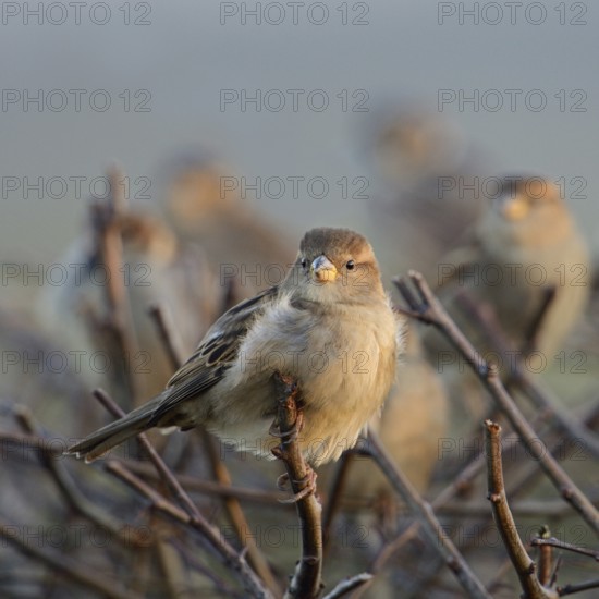 Gathered... House sparrows (Passer domesticus), sparrows, house sparrows in a flock, small flock of birds sitting on a hedge, once a very common native bird, today it often lacks breeding opportunities but also food, Lower Rhine, North Rhine-Westphalia, Germany, Western Europe