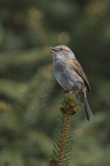 Bird song... Dunnock (Prunella modularis) in spring, singing high up on a fir tree top, North Rhine-Westphalia, Germany, Western Europe
