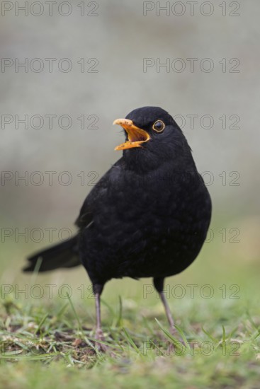 Singing at the top of its voice... Blackbird (Turdus merula), one of the best known native songbirds, garden birds, male, black plumage, orange beak, sitting in the grass on the ground, appealing low perspective at eye level, frontal view, wildlife, Lower Rhine, Rhine district Neuss, North Rhine-Westphalia, Germany, Western Europe