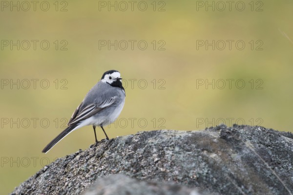 White wagtail (Motacilla alba), generally known and in many places common, likeable black and white native songbird sits on a stone overgrown with mosses and lichens, wildlife, southern Sweden, Sweden, Scandinavia, northern Europe