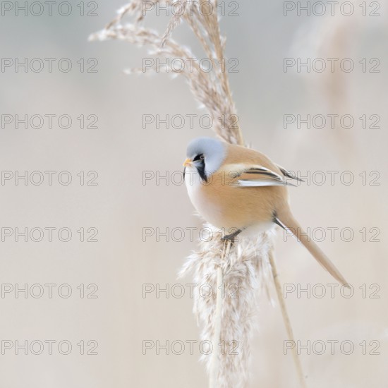 Pastel colours... Bearded Tit (Panurus biarmicus), Bearded Titcock in winter reeds, delicate pastel colours, native but rare species of tit in Germany, songbird, endangered due to habitat loss, typical reed dweller, North Holland, Netherlands, Western Europe