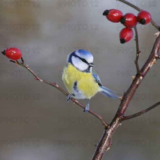 Blue tit (Cyanistes caeruleus), sitting on a dog rose branch between red rose hips, well-known and common small songbird, native wildlife, wildlife, Rhineland, North Rhine-Westphalia, Germany, Western Europe