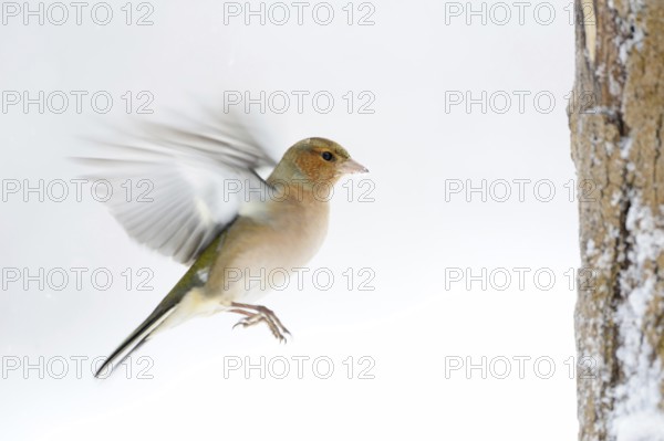 Chaffinch (Fringilla coelebs) in winter with snow, in flight, approach, in motion, colourful finch, common native songbird, white background, wildlife, Lower Rhine, North Rhine-Westphalia, Germany, Western Europe