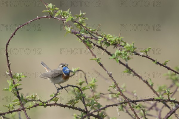 Singing in the brambles... white-starred bluethroat (Luscinia svecica), particularly pretty native songbird, sings with proudly swollen breast, from full chest, wildlife, Lower Rhine, North Rhine-Westphalia, Germany, Western Europe