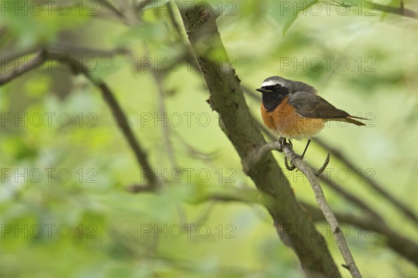 Typical forest edge dweller... Common redstart (Phoenicurus phoenicurus), very beautiful, rare native songbird, colourful male in breeding plumage, magnificent plumage, sits in the undergrowth in a green leafy bush, wildlife, Lower Rhine, Rhine district Neuss, North Rhine-Westphalia, Germany, Western Europe