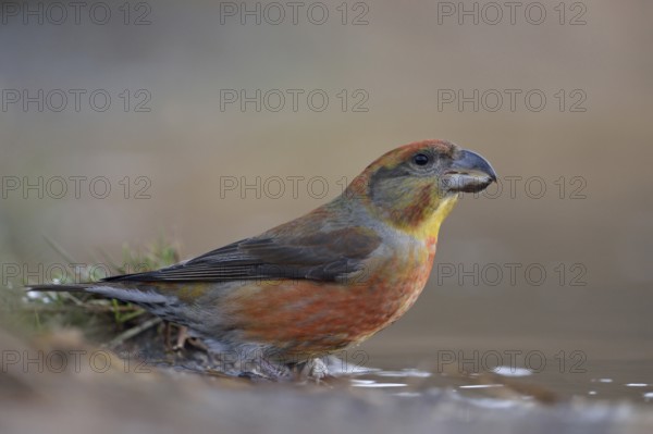 Pine Crossbill (Loxia pytyopsittacus), colourful male has come to drink at a puddle of water, sits at a waterhole, rare forest bird, native birdlife, Germany, Western Europe