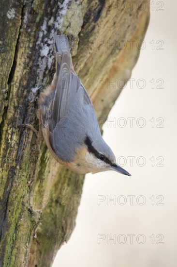 Head over heels... European nuthatch (Sitta europaea) in winter, secures the environment, native songbird that stays with us all year round, can often be observed at bird feeders in winter, can also climb down tree trunks, typical posture, Lower Rhine, North Rhine-Westphalia, Germany, Western Europe