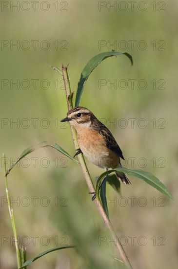 Bird of the year 2023... Whinchat (Saxicola rubetra) on the lookout, on the perch, typical meadow breeder, rare, critically endangered due to habitat loss, wildlife, North Rhine-Westphalia, Germany, Western Europe