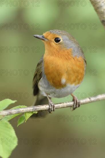 Fresh green and bright orange... Robin (Erithacus rubecula) sits on a branch in a tree among the fresh greenery in spring, sweet, often trusting, well-known songbird that is also frequently observed in parks and gardens, popular bird, Lower Rhine, North Rhine-Westphalia, Germany, Western Europe