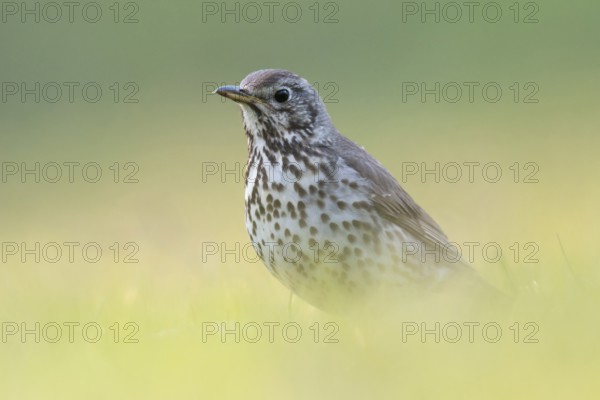 Song thrush (Turdus philomelos) in spring in breeding plumage, sitting low in the grass on the ground, shot at eye level, beautiful soft light, colourful yellow-green background, Lower Rhine, North Rhine-Westphalia, Germany, Western Europe