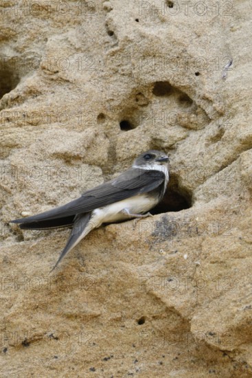 In the breeding wall... Sand martin (Riparia riparia) sitting at the entrance hole of its breeding tube in the steep wall of a sand pit, Lower Rhine, North Rhine-Westphalia, Germany, Western Europe