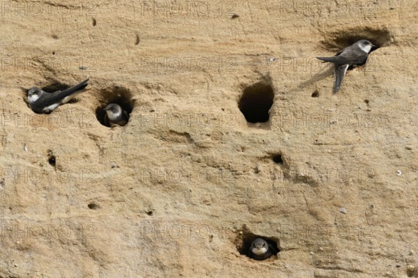 Breeding wall of the sand martin colony... Sand martin (Riparia riparia), occupied breeding tubes in the steep wall of a sand pit, swallow colony, swallows, Lower Rhine, North Rhine-Westphalia, Germany, Western Europe
