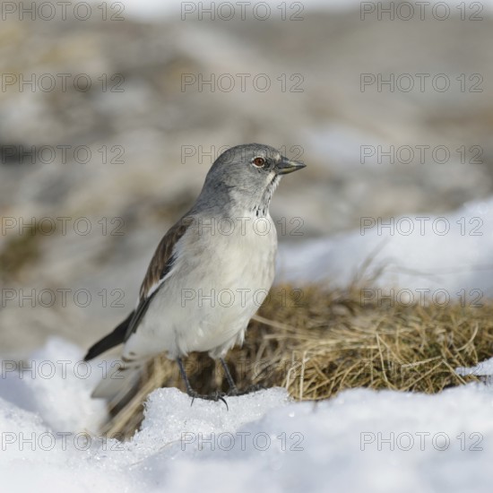 Snow sparrow (Montifringilla nivalis) in typical habitat, high mountains, during snowmelt in spring, wildlife, Valais, Swiss Alps, Switzerland, Western Europe