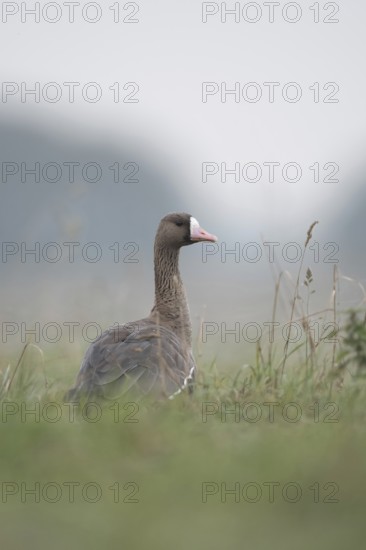 Looking round... White-fronted goose (Anser albifrons), wintering wild goose in the tall grass of a meadow, rear view, low, natural-looking photo position, Bislicher Insel, Wesel district, Lower Rhine, North Rhine-Westphalia, Germany, Western Europe