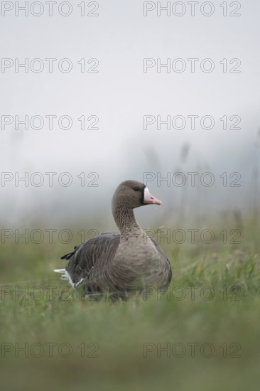 White-fronted goose (Anser albifrons), Arctic wild goose in the tall grass of a meadow, Nordic wintering guest on the Lower Rhine, Bislicher Insel, Wesel district, Lower Rhine, North Rhine-Westphalia, Germany, Western Europe