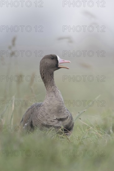 White-fronted goose (Anser albifrons), adult wild goose, rests, sits in a high meadow, calls, communicates with conspecifics, Nordic wild geese overwinter in large numbers, often in large flocks on the coasts of the North Sea and Baltic Sea and inland in Western Europe, Bislicher Insel, Wesel district, Lower Rhine, North Rhine-Westphalia, Germany, Western Europe