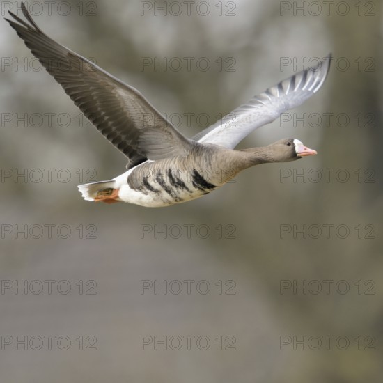 Grey winter time... White-fronted goose (Anser albifrons) on the Lower Rhine, wintering in Germany, arctic wild goose in flight, detailed close-up, native birdlife, wildlife, nature, North Rhine-Westphalia, Germany, Western Europe