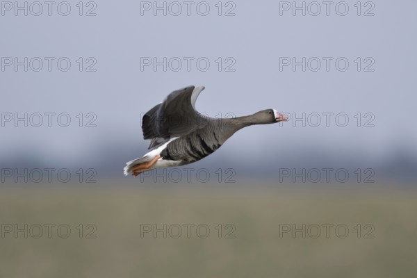 Soft colours... White-fronted goose (Anser albifrons), northern wild goose in flight, in the most beautiful light on the Lower Rhine, wide meadows, pastures and blue sky provide a beautiful soft background, particularly detailed, clear shot, Lower Rhine, Rhineland, North Rhine-Westphalia, Germany, Western Europe