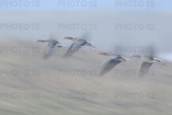 Fugitive... White-fronted geese (Anser albifrons), arctic wild geese in fast flight on the Lower Rhine, wintering guests, native wildlife, wildlife, Germany, dynamically migrating, bright soft image, Wesel district, North Rhine-Westphalia, Rhineland, Germany