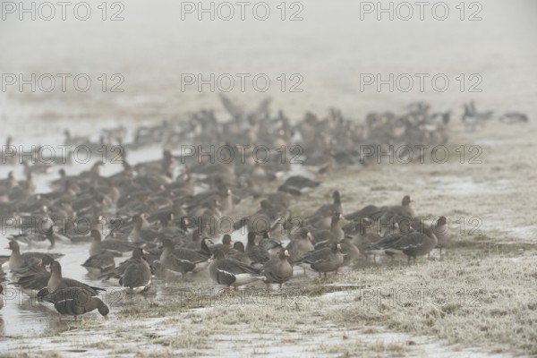 The great awakening... White-fronted geese (Anser albifrons), wild geese at the edge of their roosting water on a frozen meadow early in the morning on a cold cloudy winter day on the Lower Rhine, Lower Rhine, North Rhine-Westphalia, Germany, Western Europe