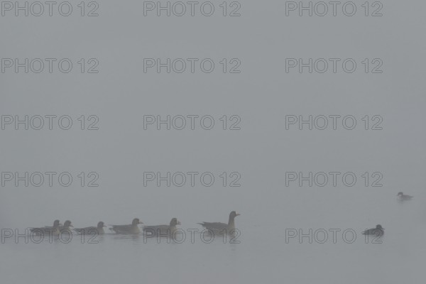 Dreariness... White-fronted geese (Anser albifrons), wild geese on a foggy day in winter, cloudy winter day, cold and wet weather, on a body of water on the Lower Rhine, wildlife, Germany, Lower Rhine, Rhineland, North Rhine-Westphalia, Western Europe