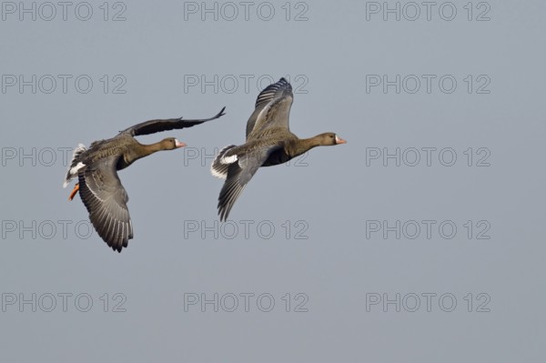 White-fronted geese (Anser albifrons), two wild geese, presumably a pair, pair in flight, Lower Rhine, Wesel district, North Rhine-Westphalia, Germany, Western Europe