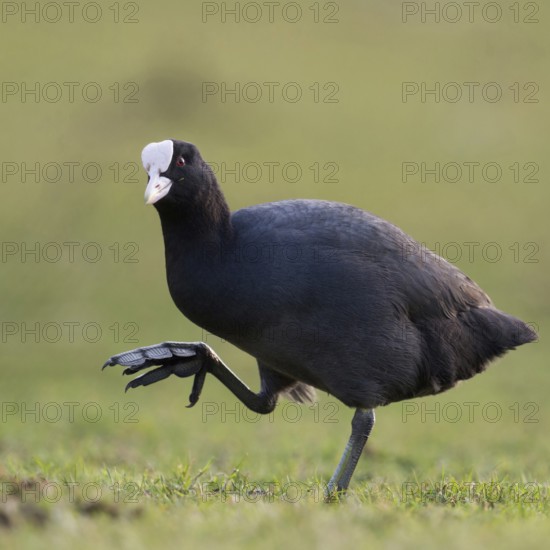Show me your feet... Eurasian Coot (Fulica atra), coot runs over land, has to lift its large, webbed feet high, looks funny, funny chicken, chicken, native birdlife, wildlife, nature, Lower Rhine, Rhineland, Cologne Bay, Regier, North Rhine-Westphalia, Germany, Western Europe