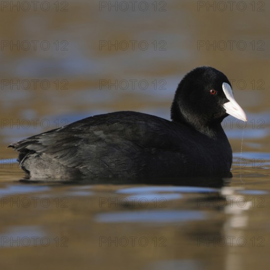 Pretty to look at... Eurasian Coot rail (Fulica atra) or coot, well-known conspicuous water bird, to be found on many waters, named after the white horn shield on the head, native birdlife, wildlife, nature, Rhineland, Cologne Bay, North Rhine-Westphalia, Germany, Western Europe