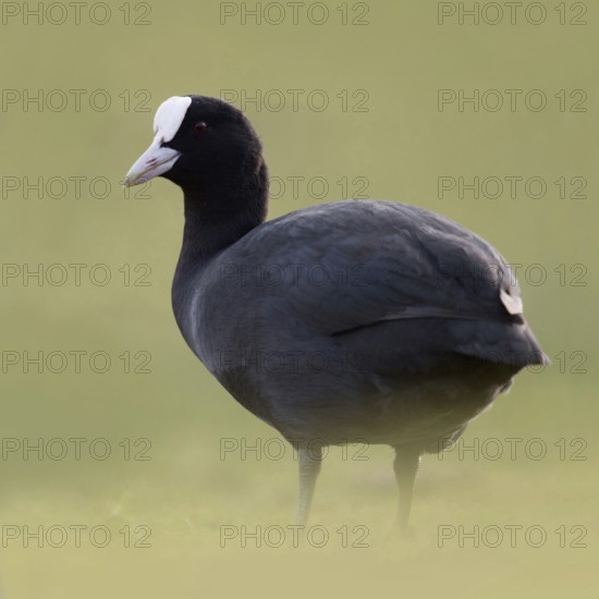 Eurasian Coot (Fulica atra) also called coot, typical and unmistakable is the white pallor, a horn shield above the white beak, stands on land in the grass of a meadow, deep appealing perspective at eye level, common, well-known waterfowl, native birdlife, wildlife, nature, Rhineland, Cologne Bay, North Rhine-Westphalia, Germany, Western Europe