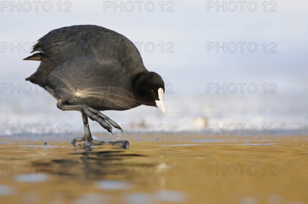 Temperature check... Eurasian Coot (Fulica atra), coot in winter, standing at an ice edge, carefully testing the water temperature with his foot, ice-cold water, nice cold-warm contrast, funny native birdlife, wildlife, nature, Rhineland, Cologne Bay, Regier, North Rhine-Westphalia, Germany, Western Europe