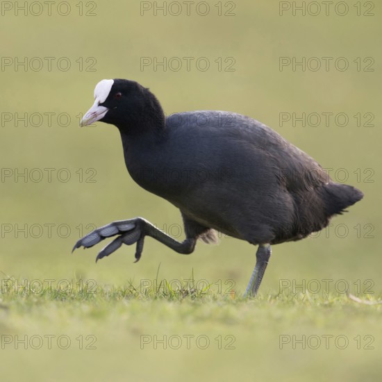 On the move on big feet... Coot (Fulica atra) walking across a meadow, low, natural-looking perspective, funny picture, deep appealing perspective at eye level, Lower Rhine, Rhine district Neuss, North Rhine-Westphalia, Germany, Western Europe
