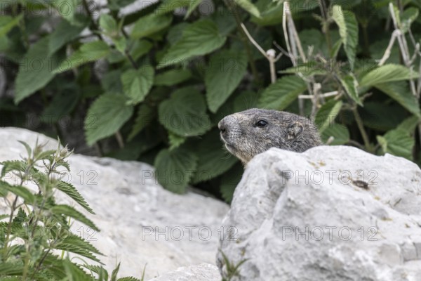 Marmot (Marmota marmota), Monte Baldo, Italy