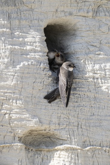 Sand martins (Riparia riparia), Emsland, Lower Saxony, Germany