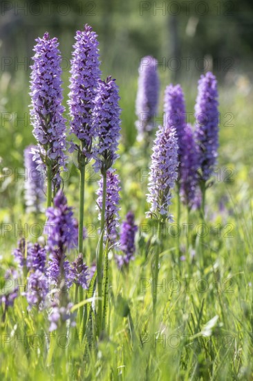 Southern marsh orchid (Dactylorhiza maculata), Emsland, Lower Saxony, Germany
