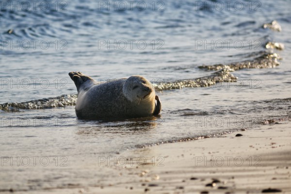 Harbour seal (Phoca vitulina) lying on the beach, Wildlife, Insel Düne, Helgoland, Schleswig-Holstein, Germany