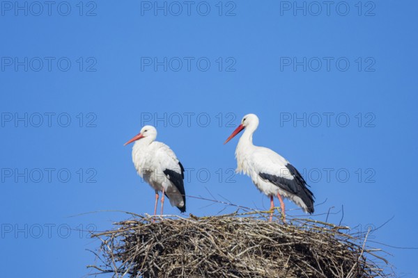 White stork (Ciconia ciconia) Germany