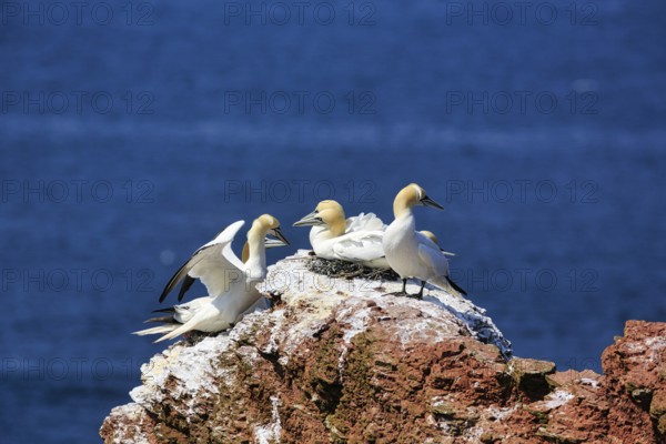 Northern gannet (Morus bassanus) on bird cliffs, steep coast, Heligoland Island, Schleswig-Holstein, Germany