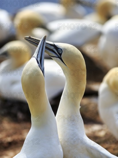 Northern gannet (Morus bassanus) on bird cliffs, pair courtship display, Helgoland Island, Schleswig-Holstein, Germany