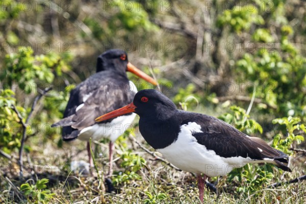Two oystercatchers (Haematopus ostralegus), mating behaviour, Insel Düne, Heligoland, Schleswig-Holstein, Germany